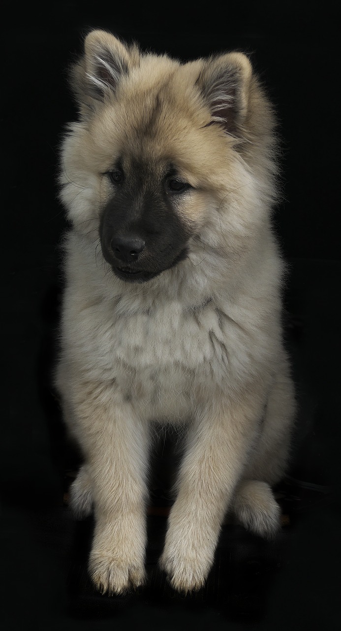 dog puppy eurasians free photo