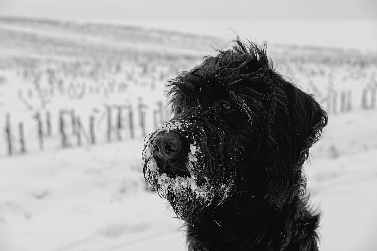 dog pet snow free photo