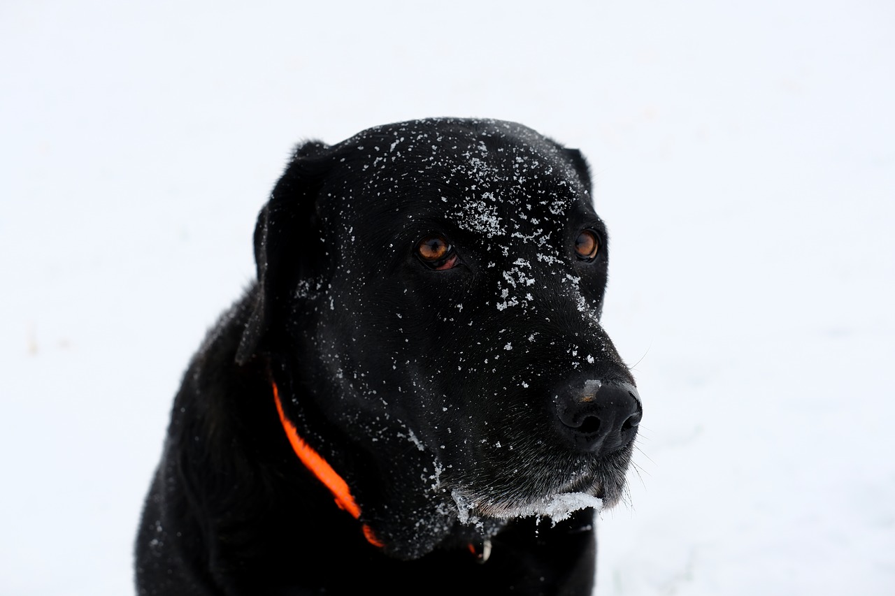 dog pet snow free photo