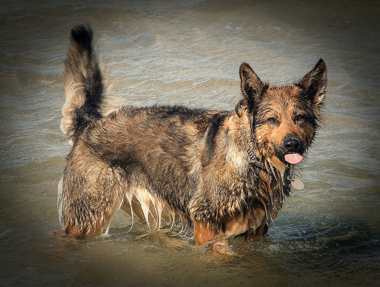 dog water sea free photo