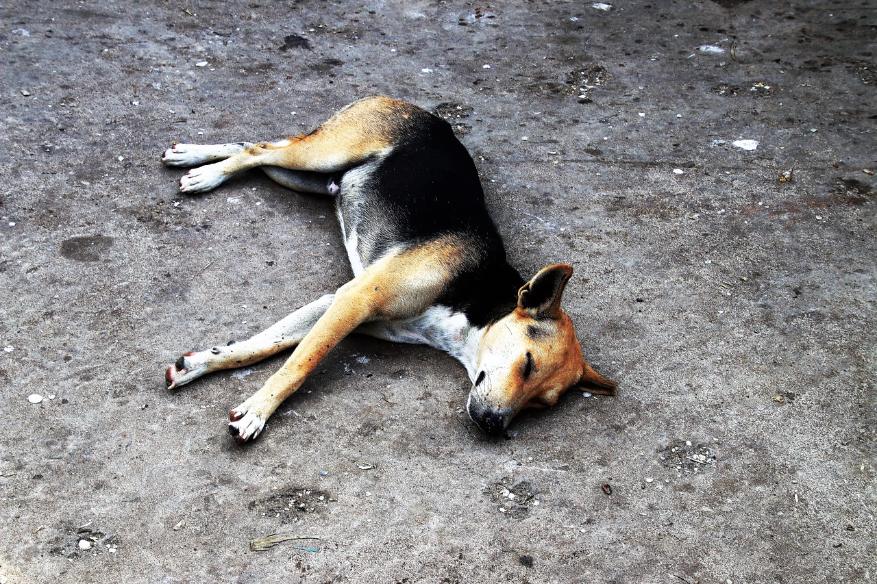 dog sleeping animals free photo