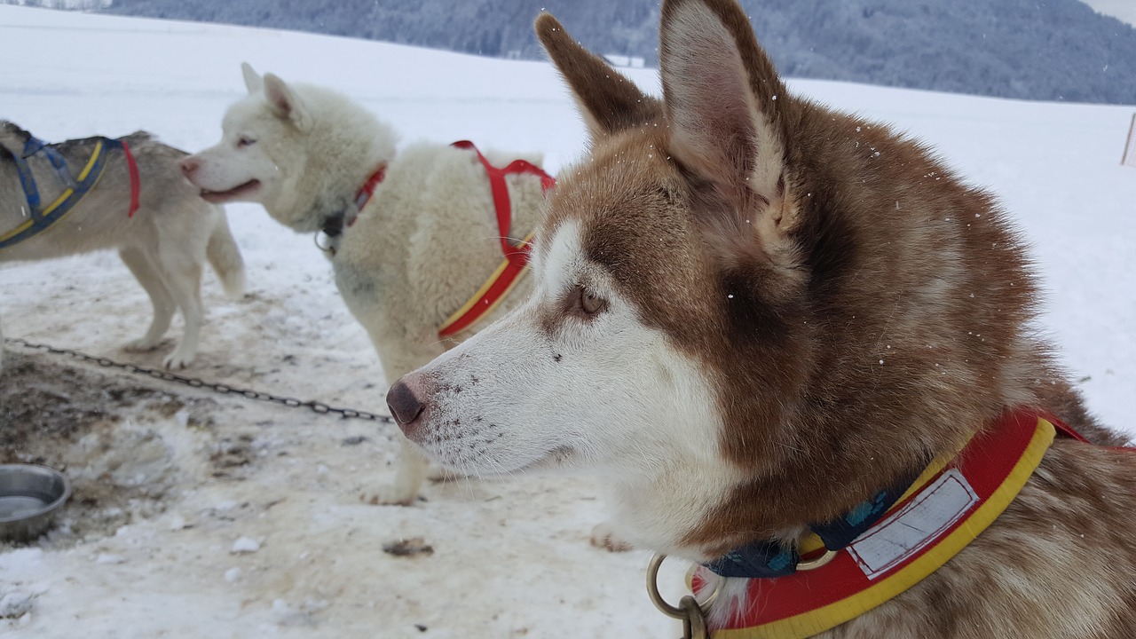 dog husky sled dog free photo