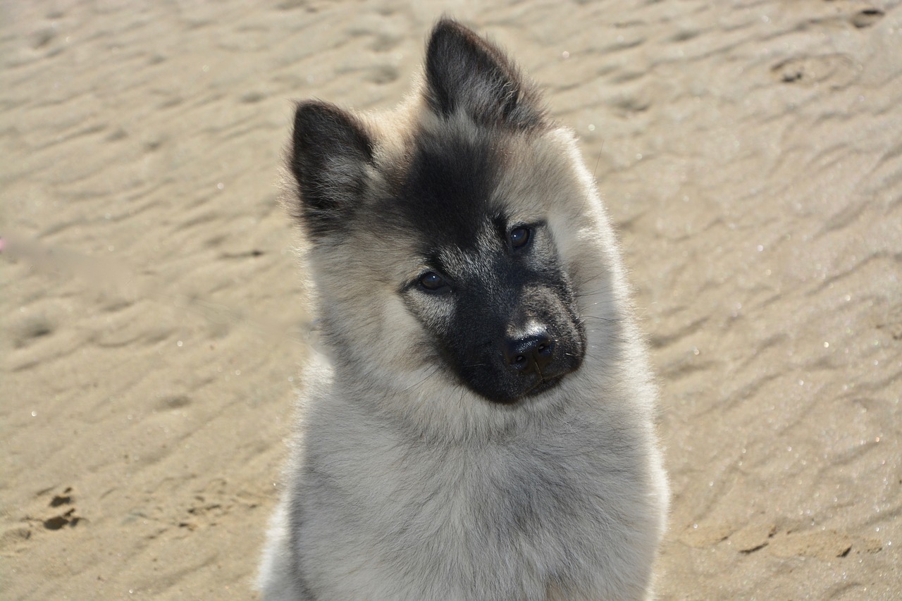 dog bitch dog christmas eurasier free photo