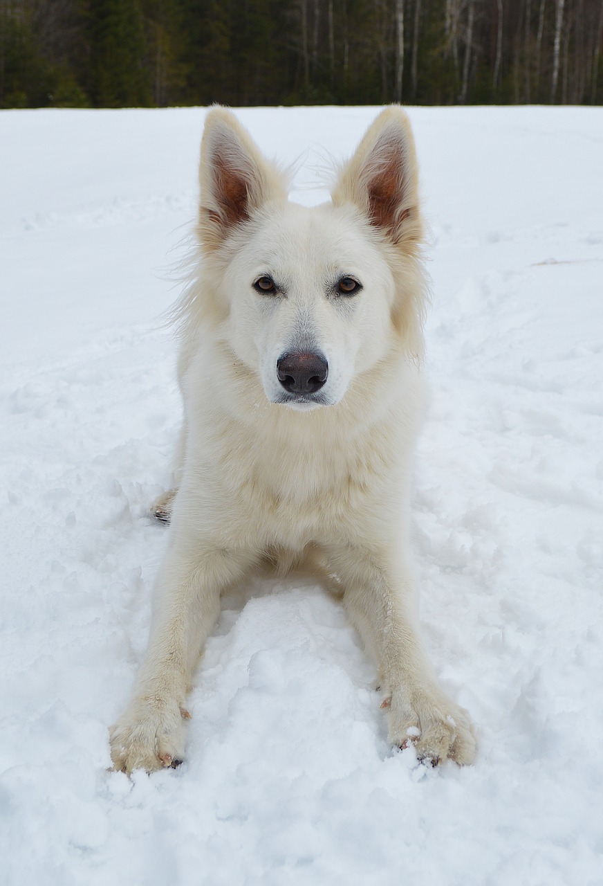 dog canine winter free photo