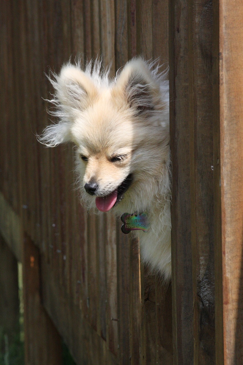 dog mammal canine free photo