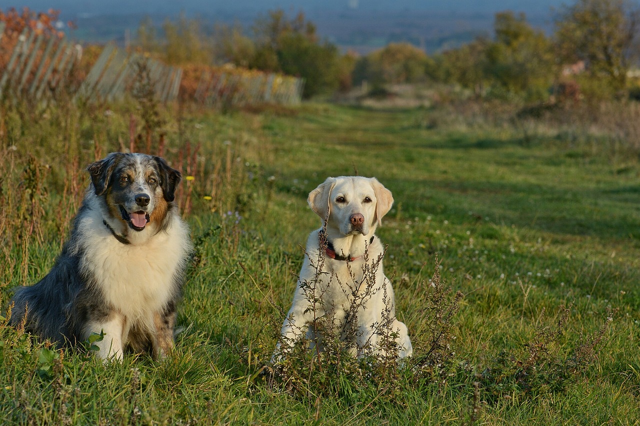 dog mammal grass free photo