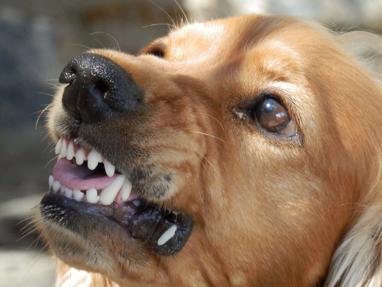 dog angry dog aggressive free photo