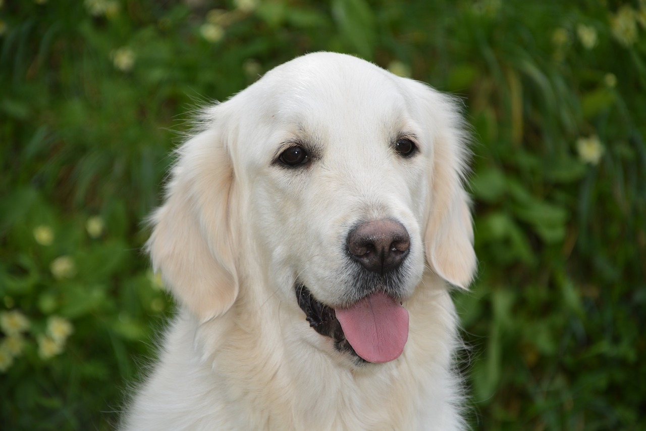 dog bitch mollie golden retriever free photo