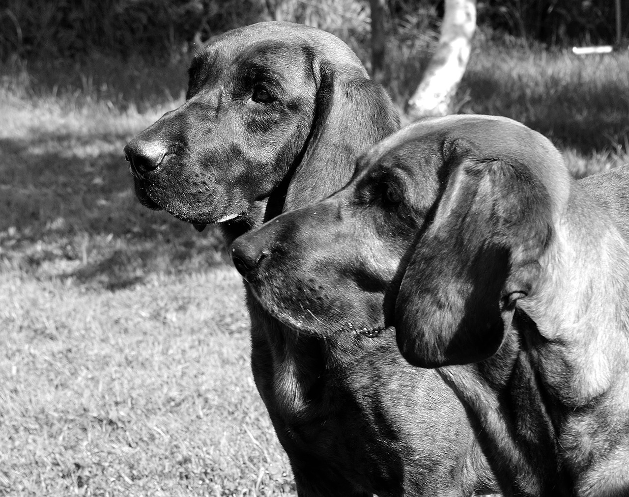 dog mammal portrait free photo