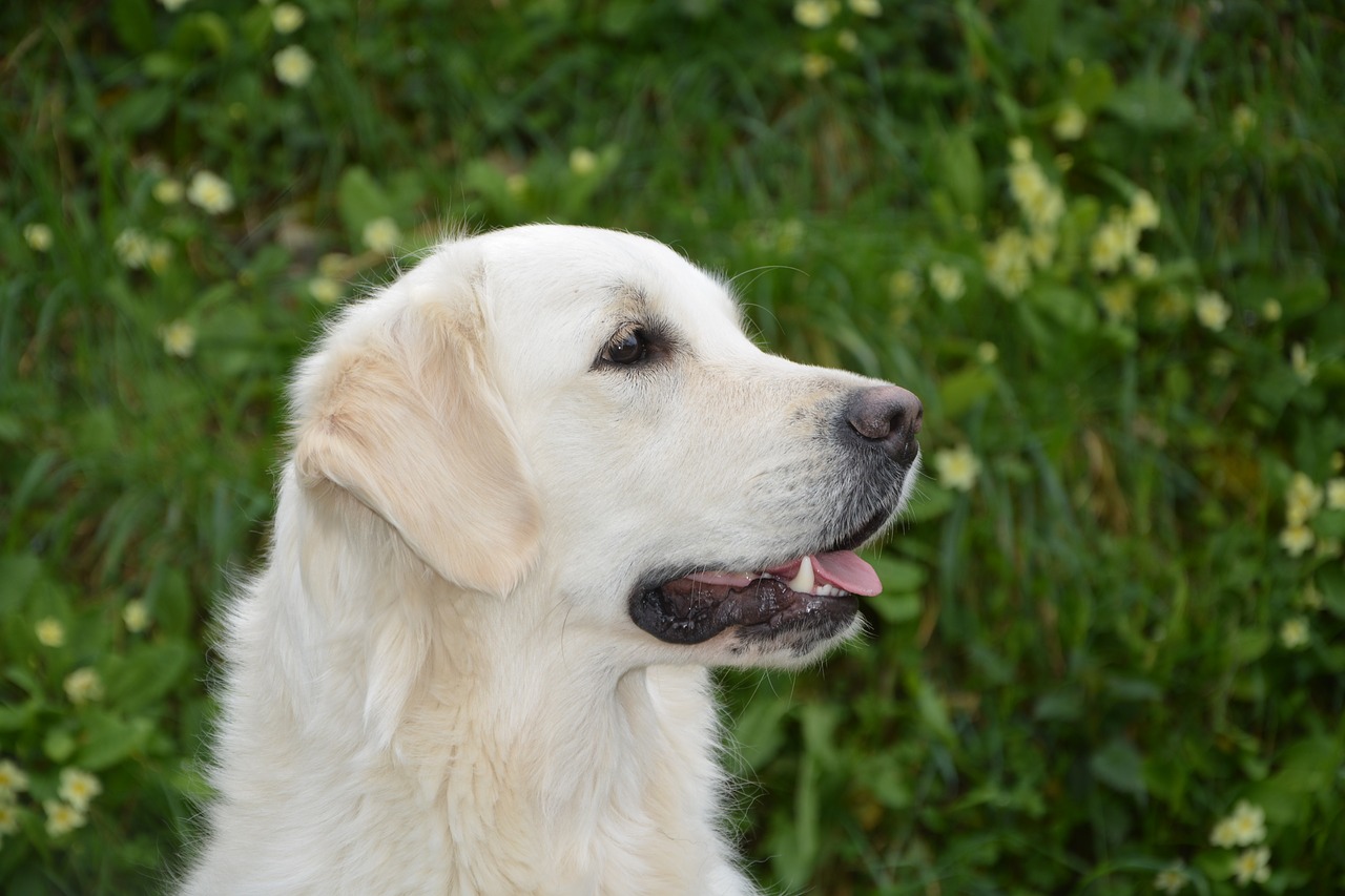 dog profile of dog golden retriever free photo