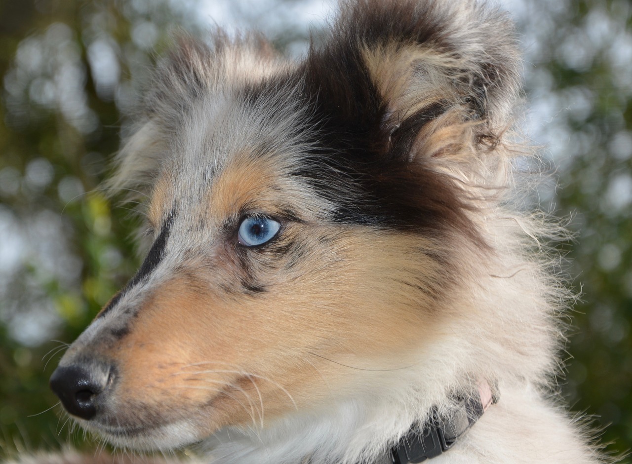 dog bitch nobility blue shetland sheepdog free photo