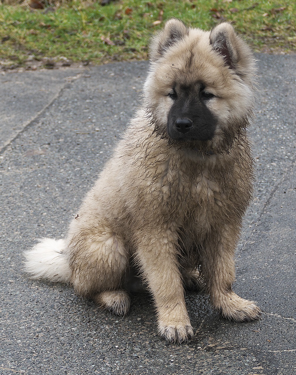 dog  puppy  eurasians free photo