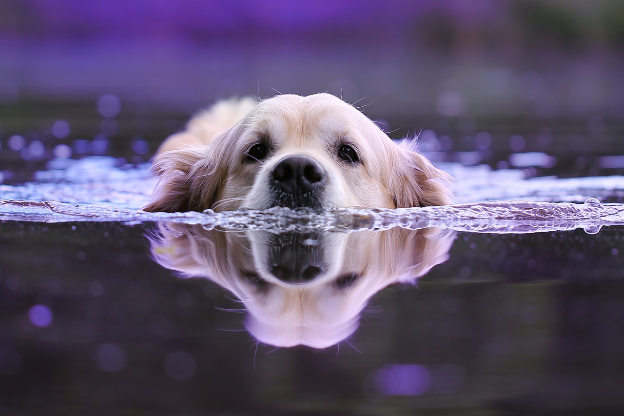 dog  water  wet free photo