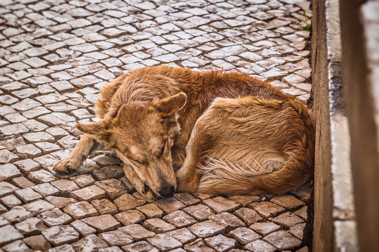 dog  street  sleeping free photo