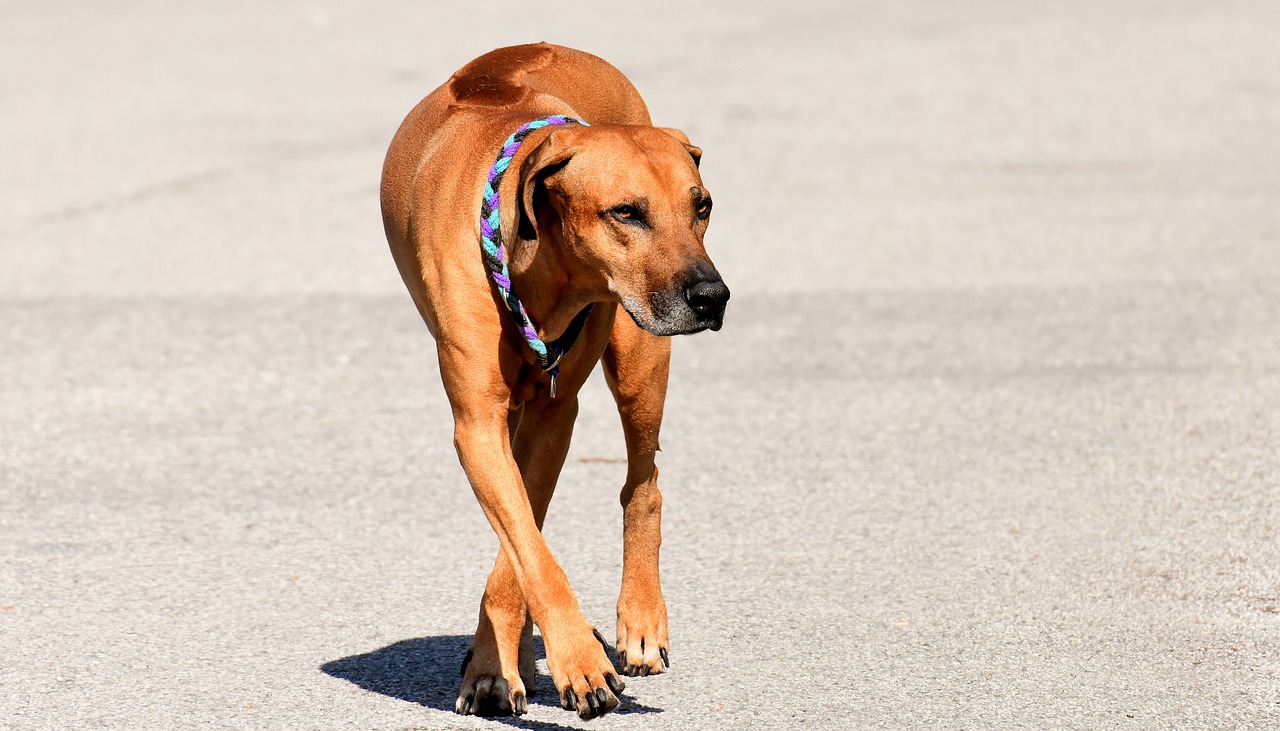 dog  pet  ridgeback free photo