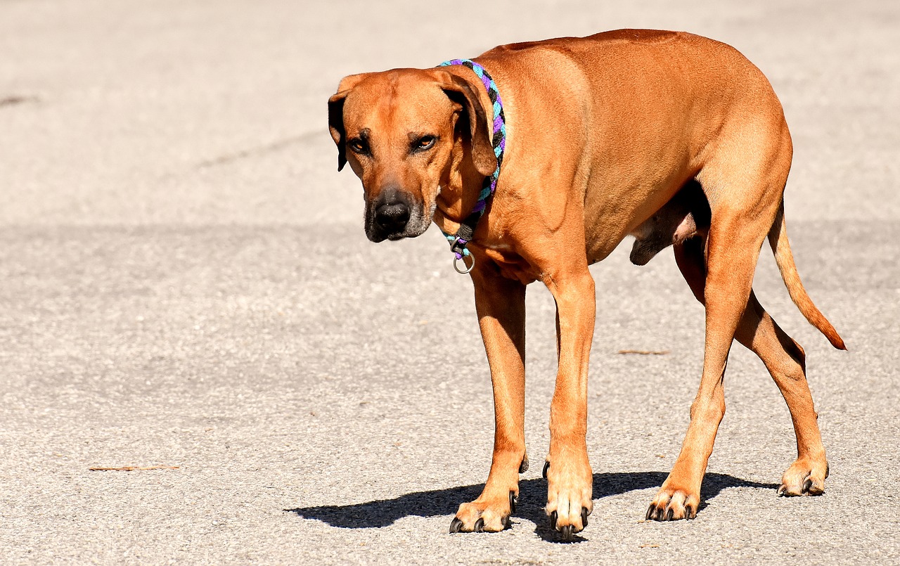 dog  pet  ridgeback free photo