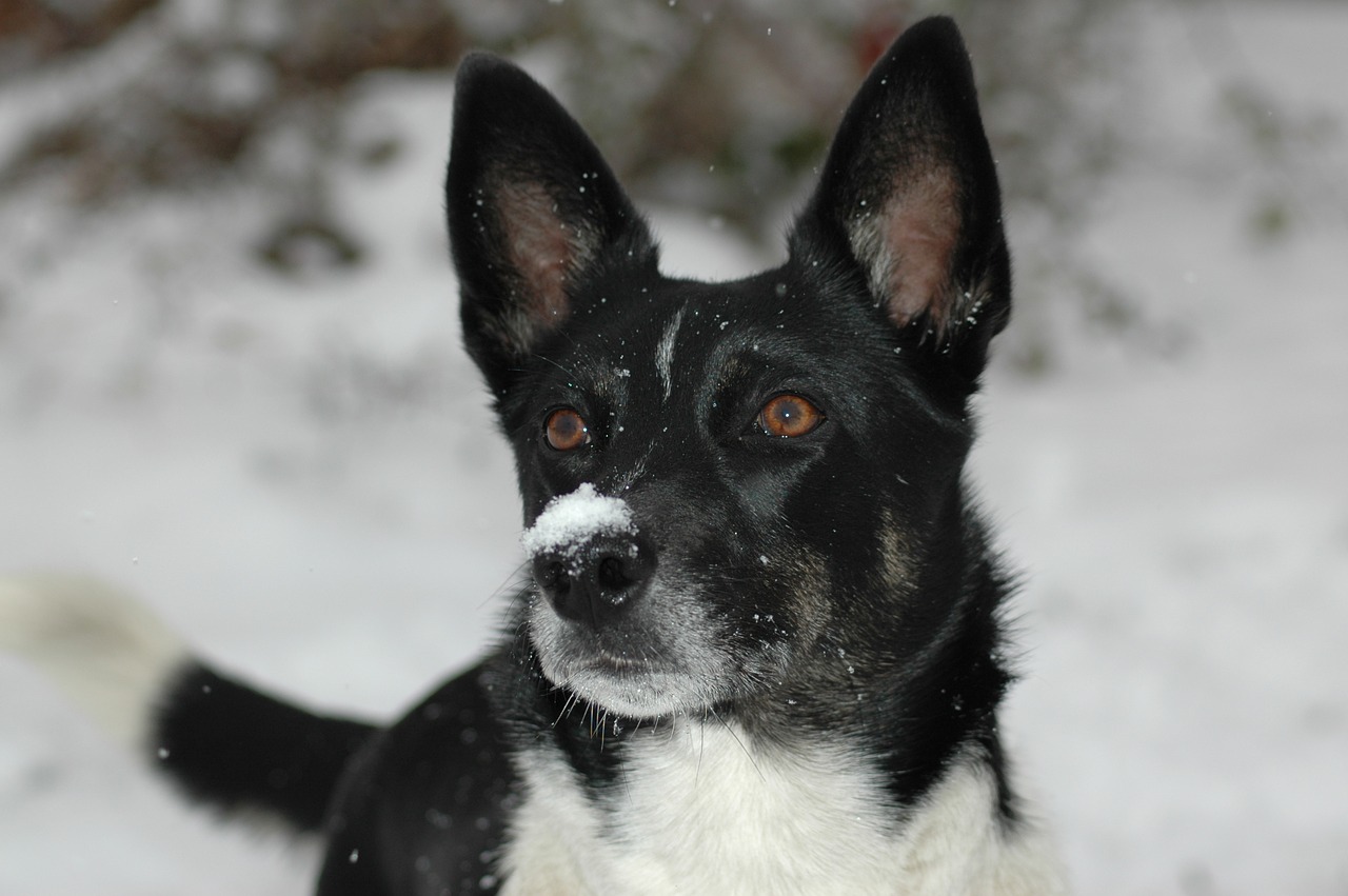 dog  mammal  portrait free photo