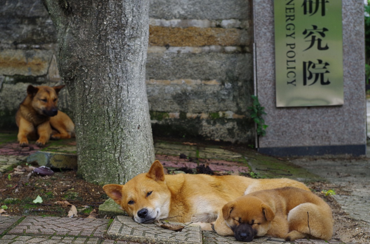 dog  mammal  animal free photo