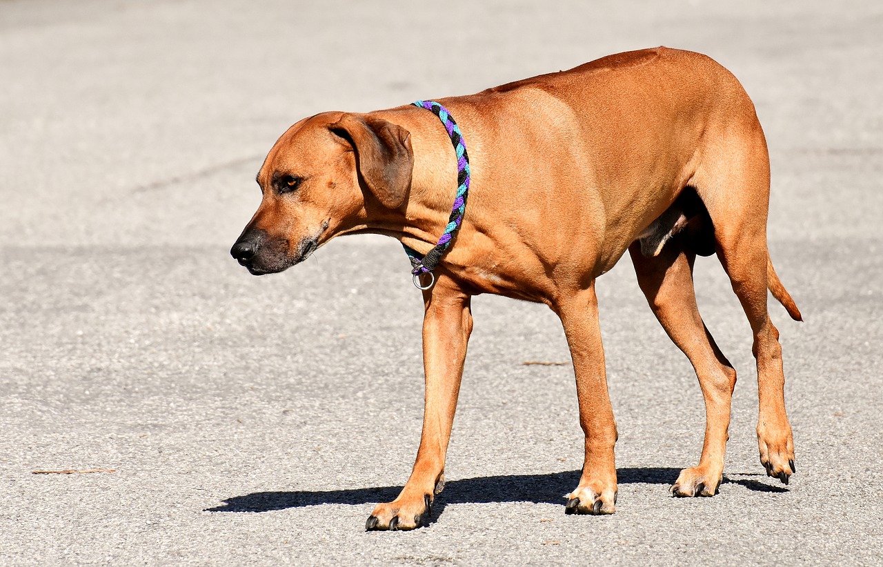 dog  pet  ridgeback free photo