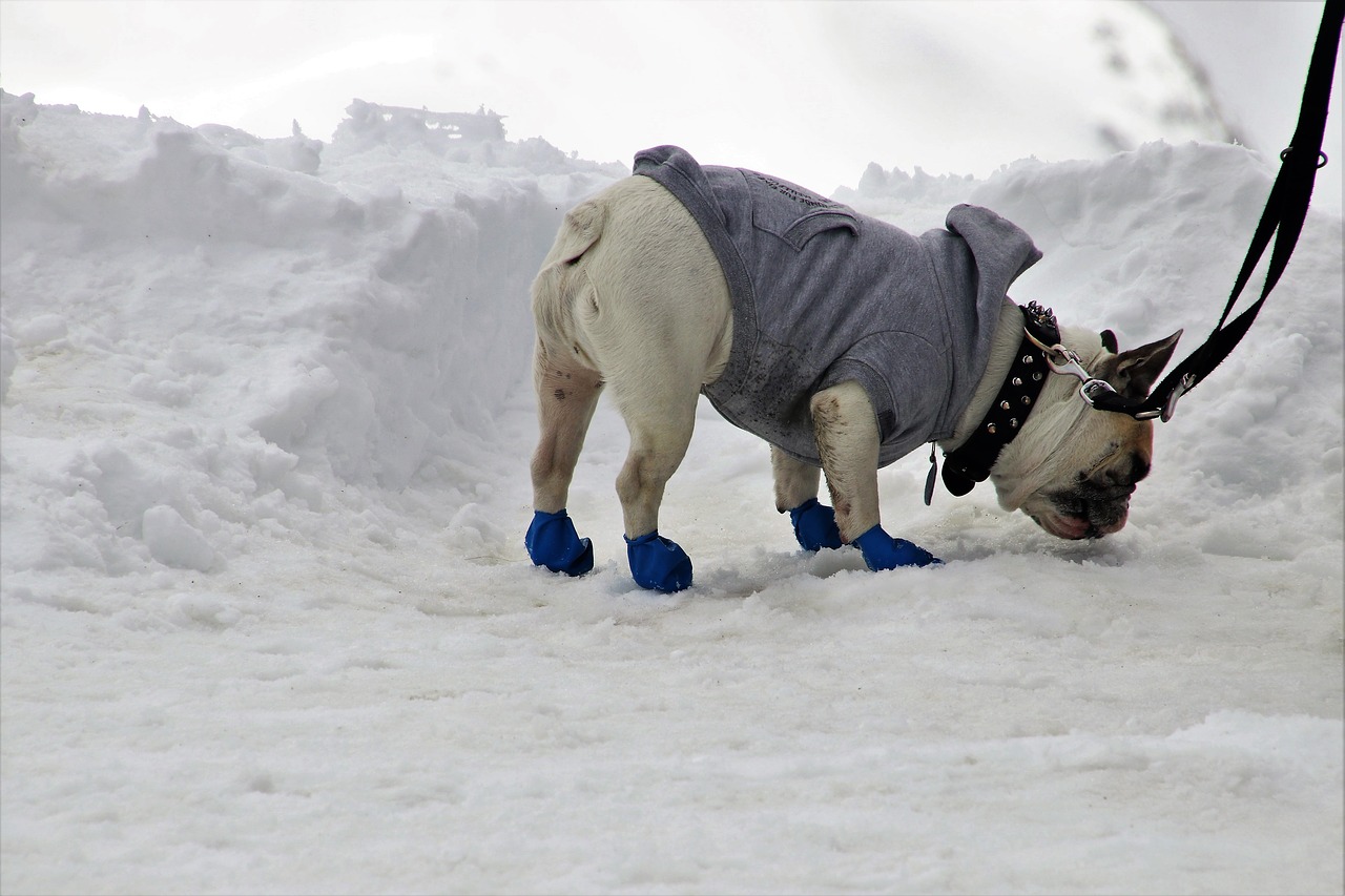 dog  shoes  on a leash free photo