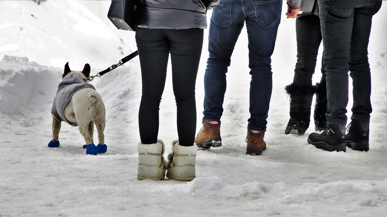 dog  shoes  on a leash free photo