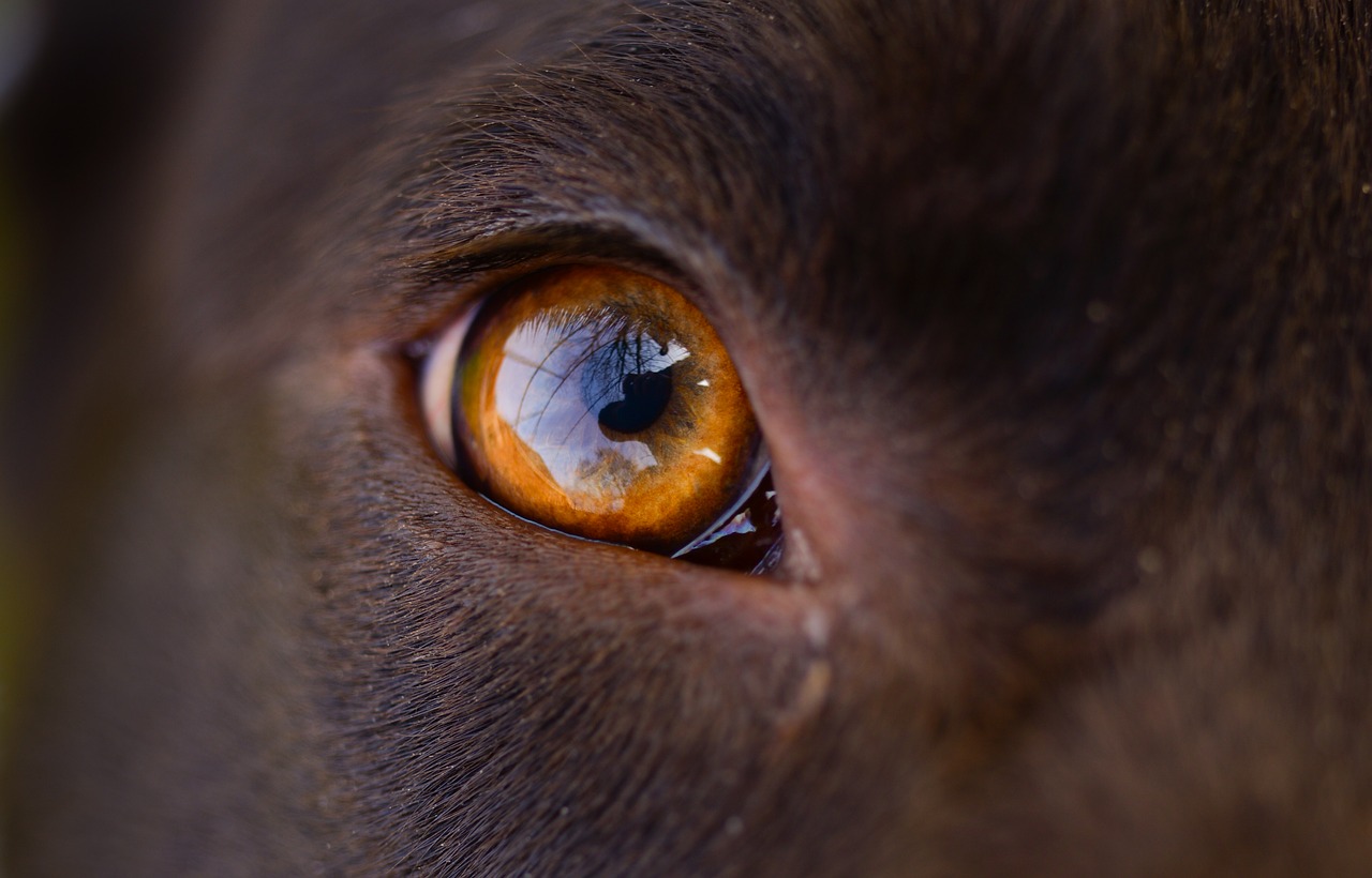 dog  eye  orange free photo