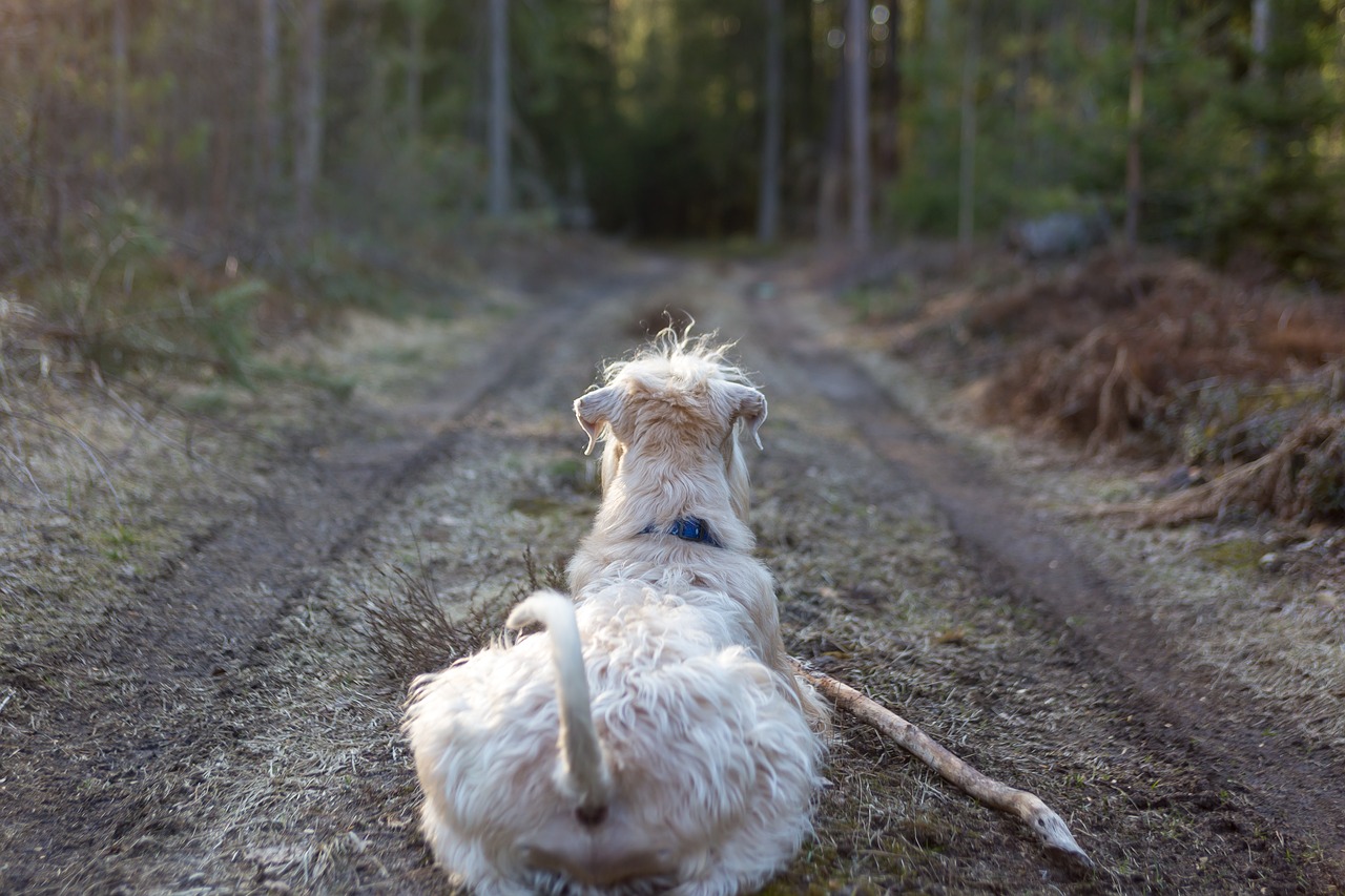 dog  animal  laying free photo