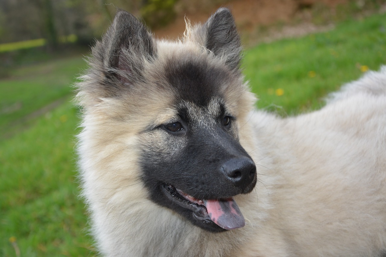 dog  eurasier dog christmas blue  canine free photo