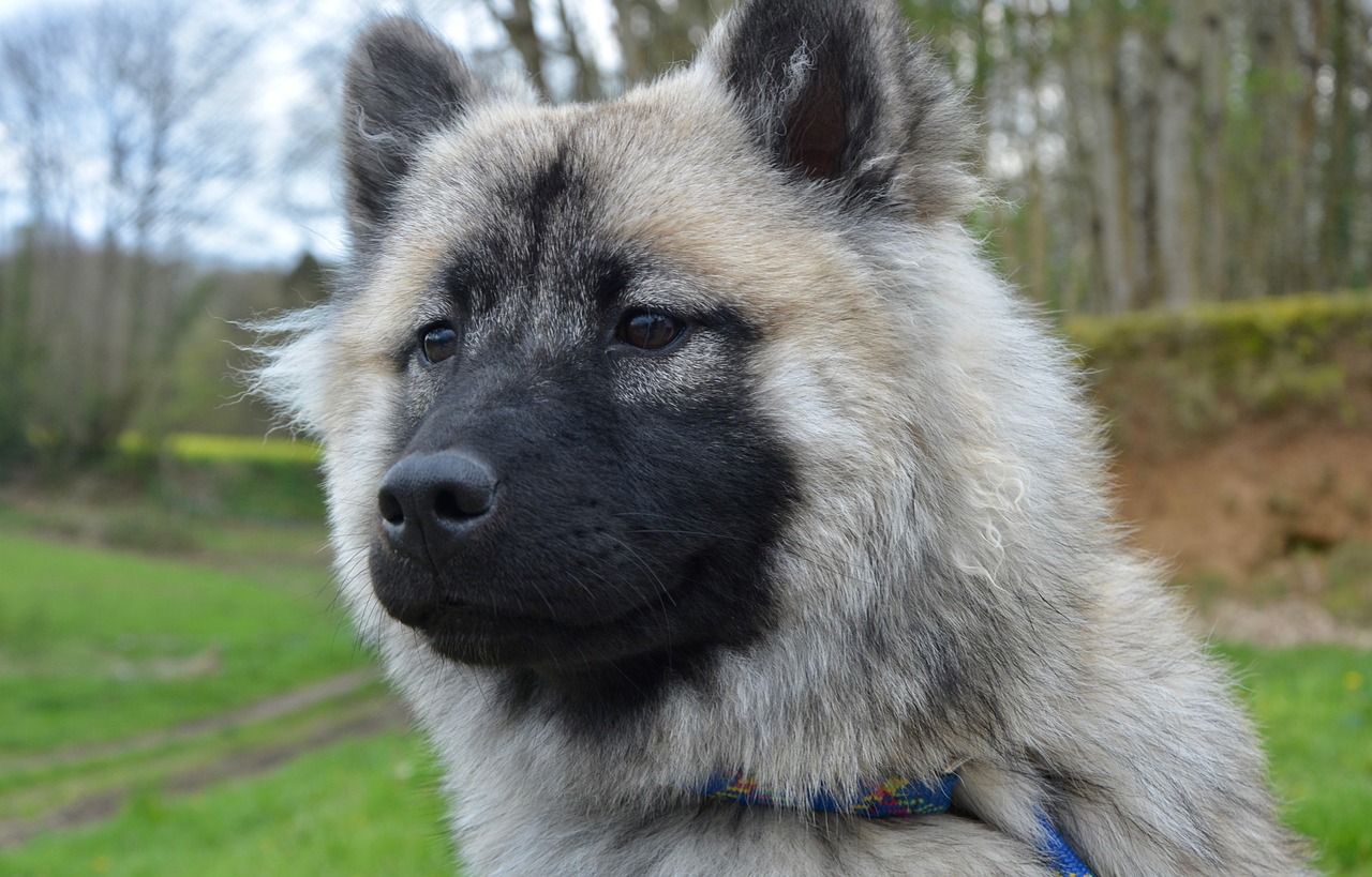 dog  bitch nova  dog eurasier free photo