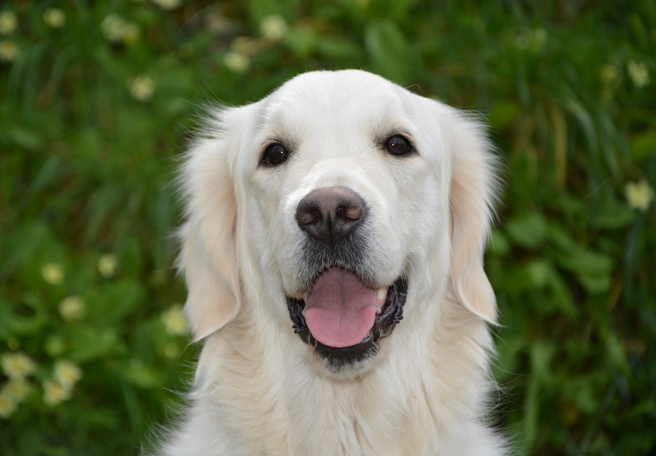 dog  bitch mollie  dog portrait free photo