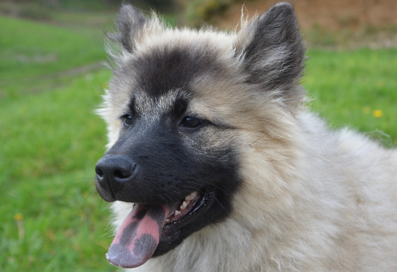 dog  dog eurasier christmas blue  blue tongue free photo