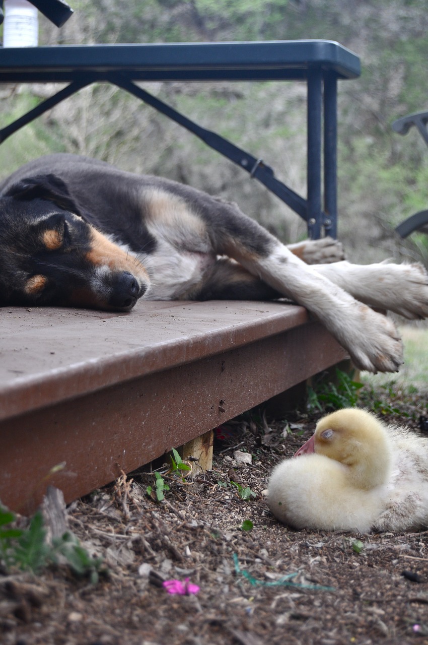 dog gosling goose free photo