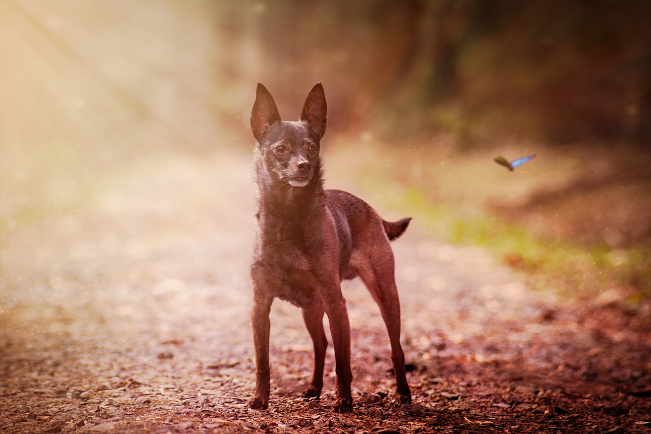 dog  miniature pinscher  animal free photo