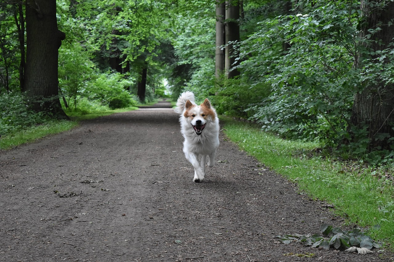 dog  run  nature free photo