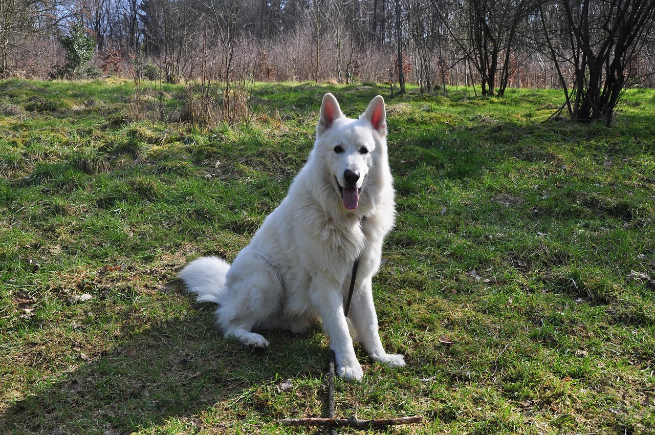 dog  mammal  grass free photo