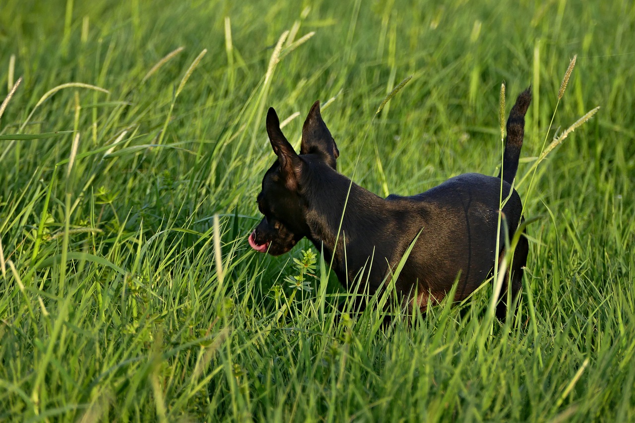 dog  black  outdoors free photo