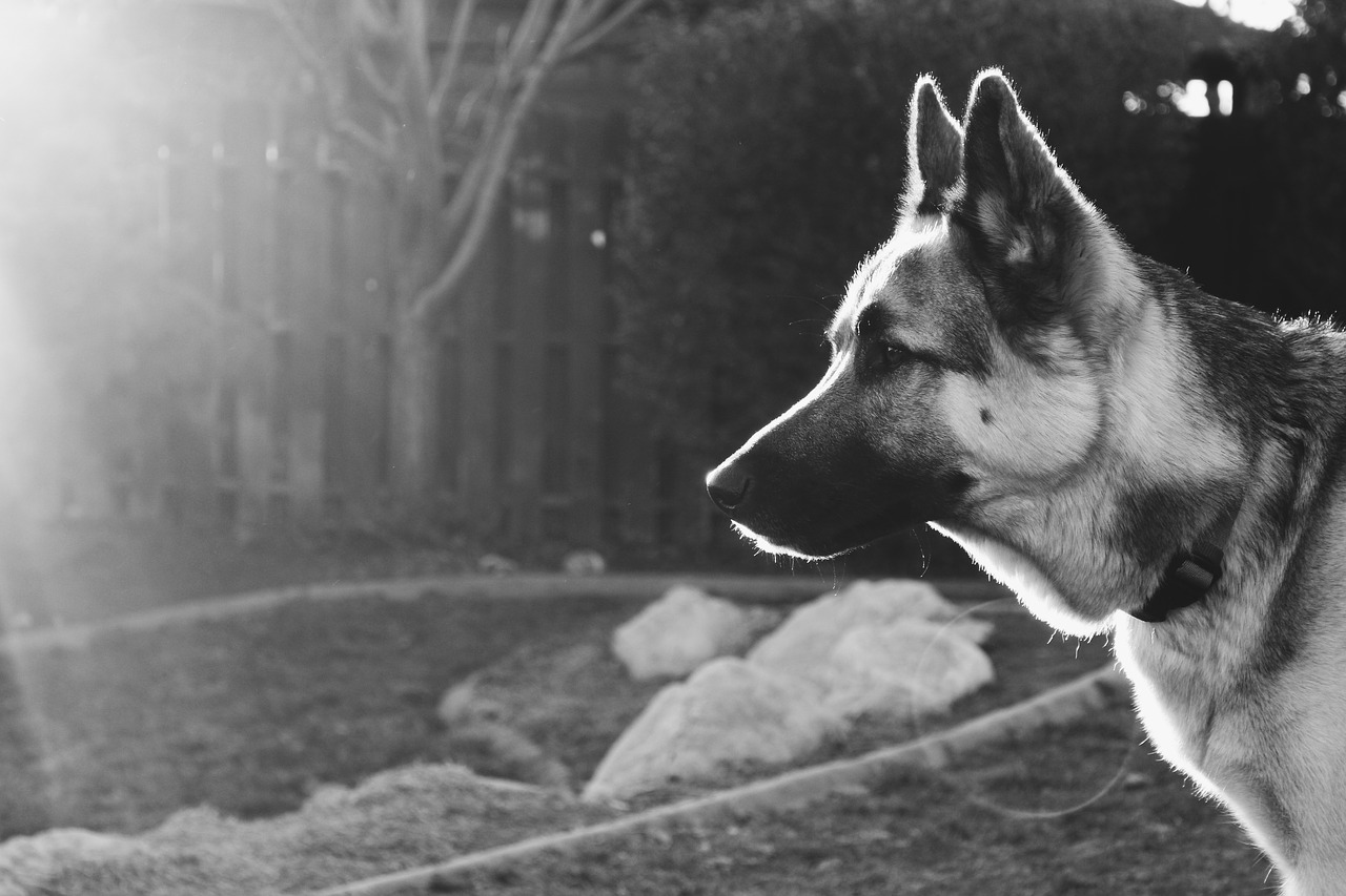 dog  german shepard mix  people free photo