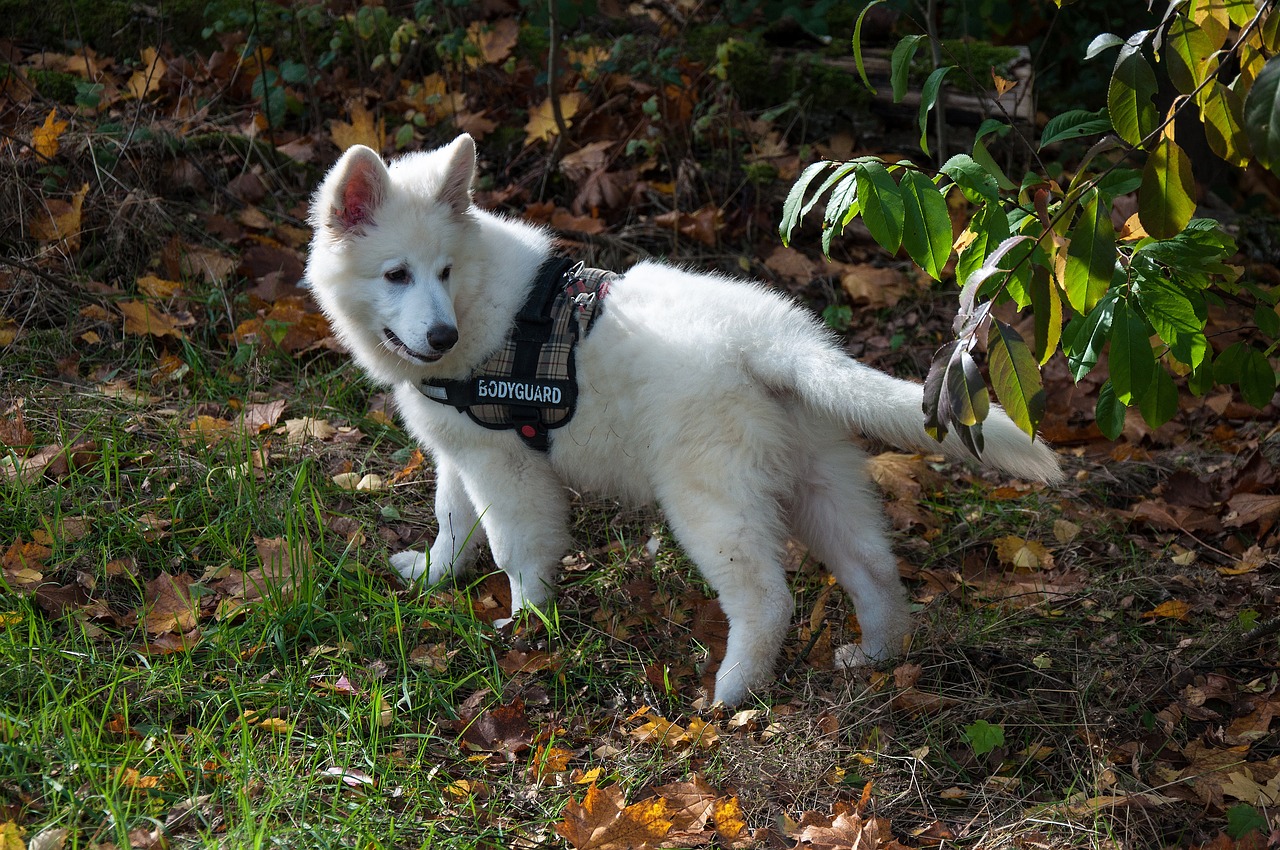 dog  mammal  nature free photo