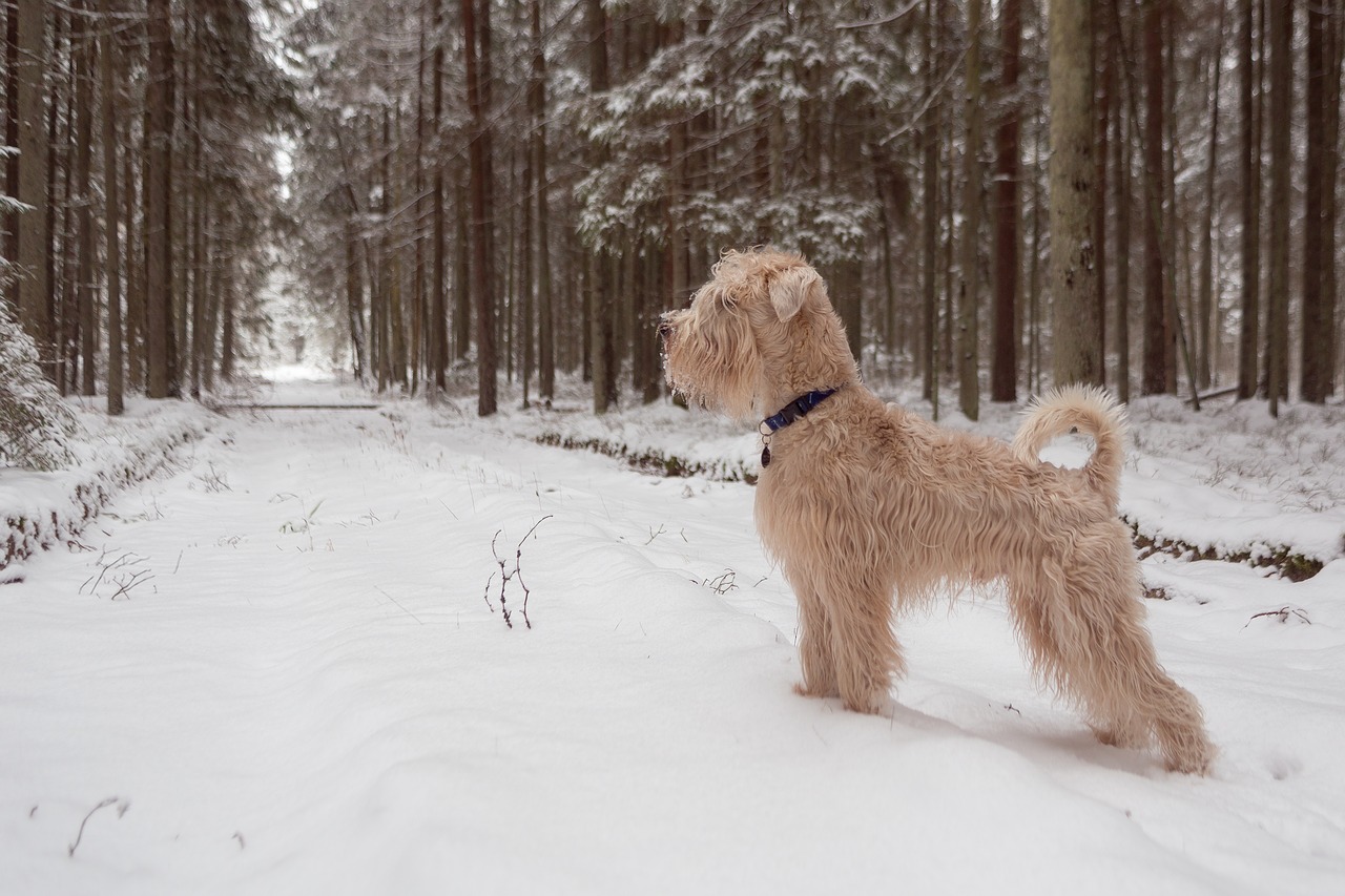 dog  forest  still free photo