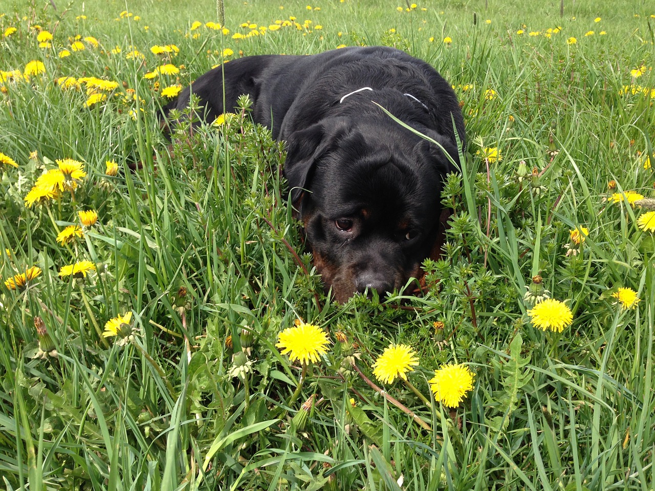 dog meadow rottweiler free photo