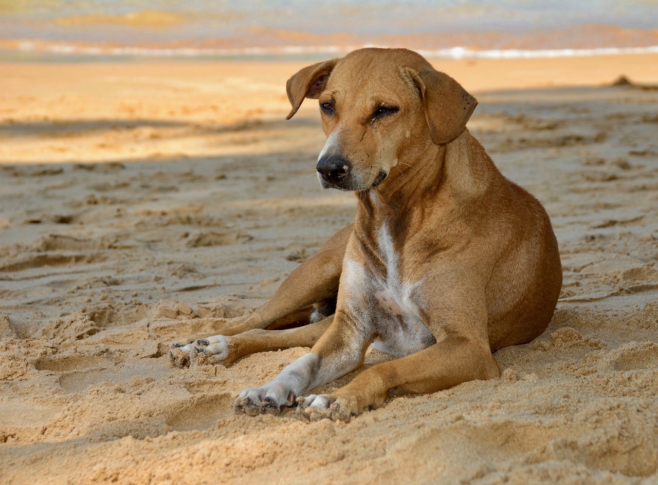 dog  sand free pictures free photo