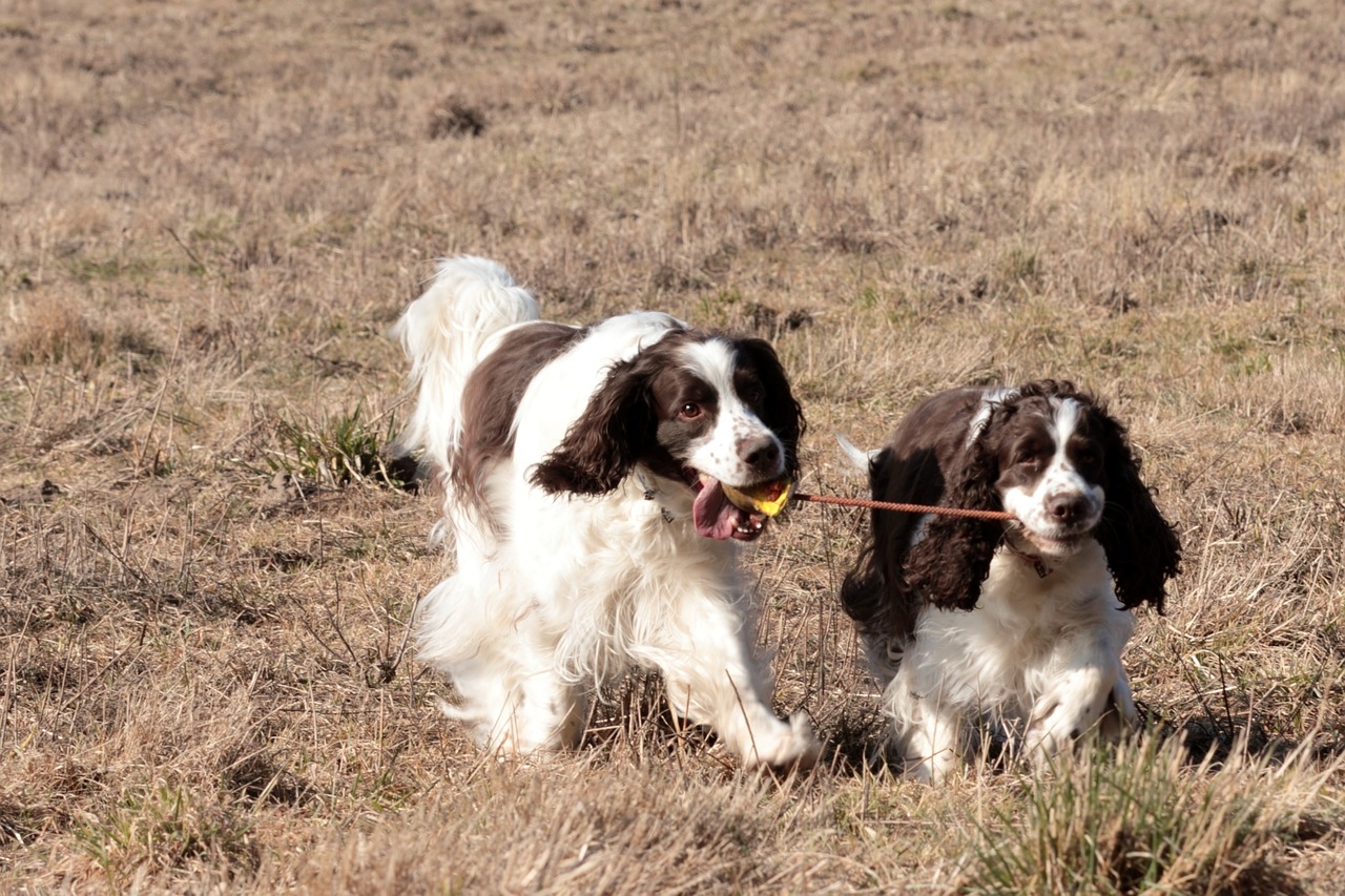 dog  mammal  animal free photo