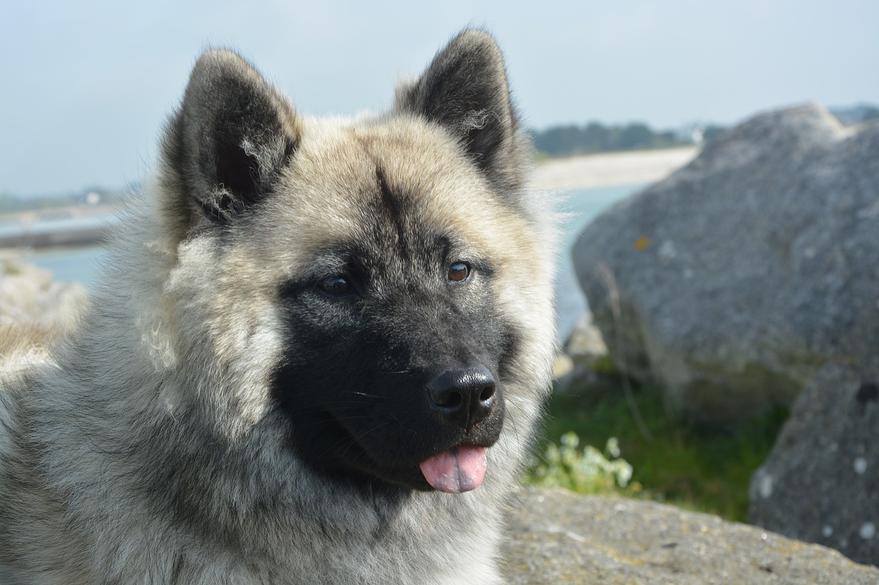 dog  bitch nova eurasier  young female free photo