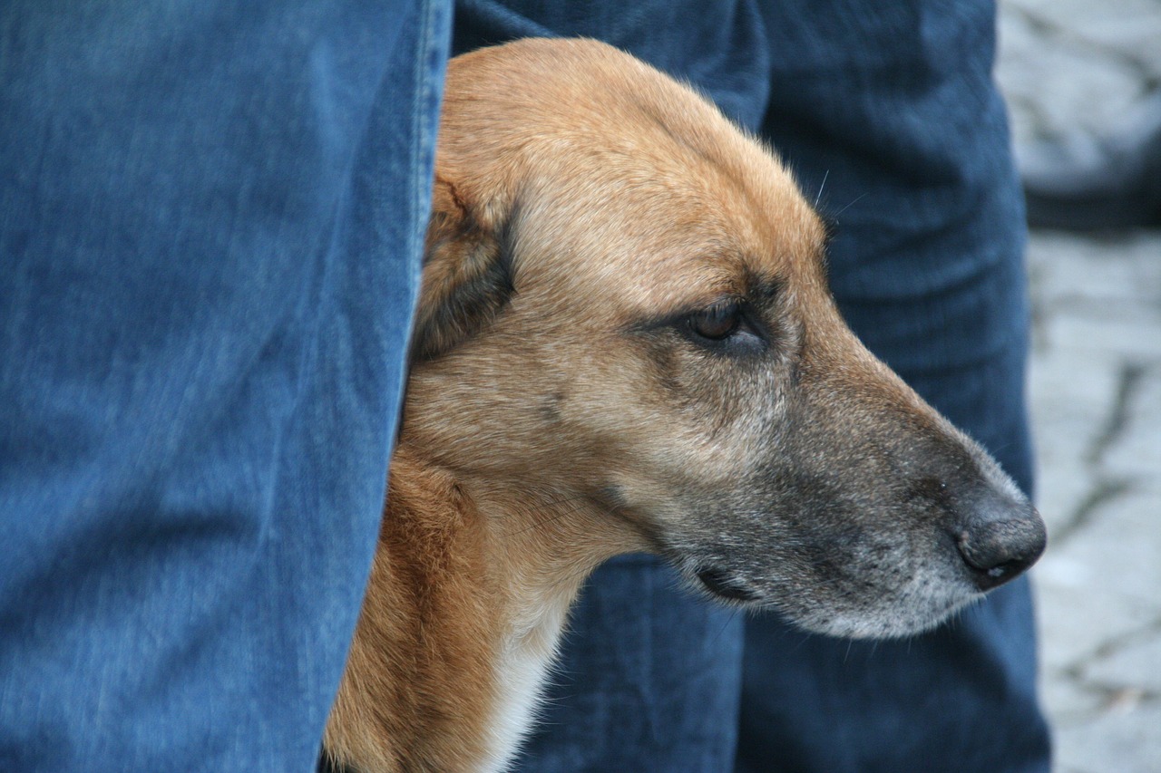 dog  dog head  portrait free photo