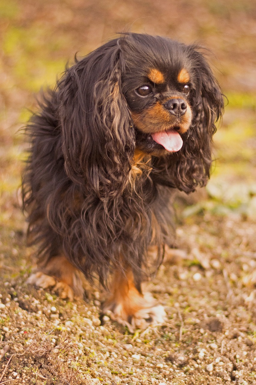 dog  animal  cavalier free photo