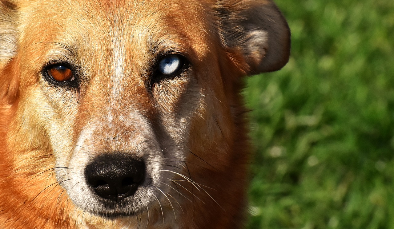 dog  animal  different eye colors free photo