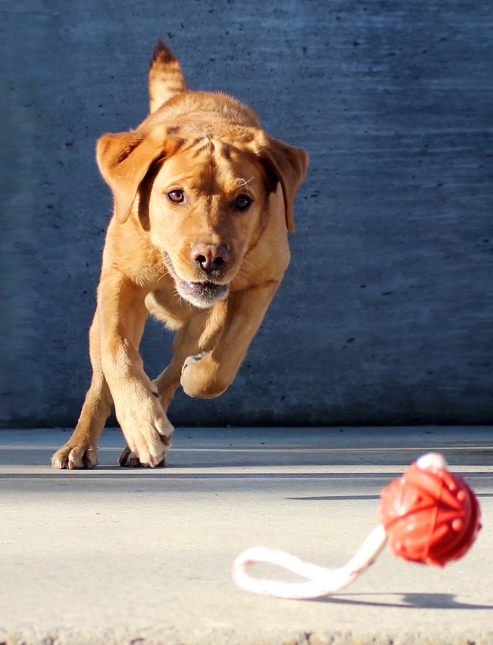 dog  playing  ball free photo