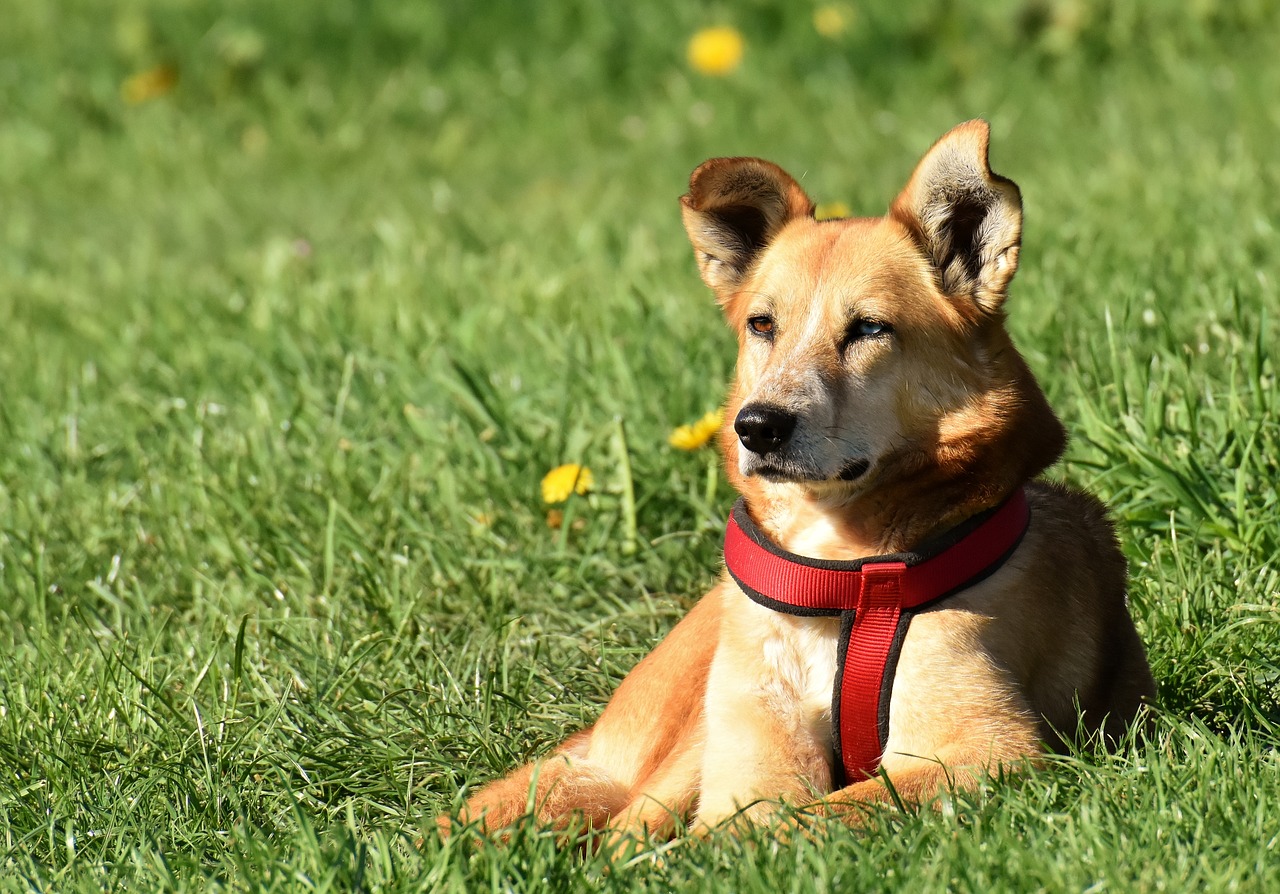 dog  animal  different eye colors free photo