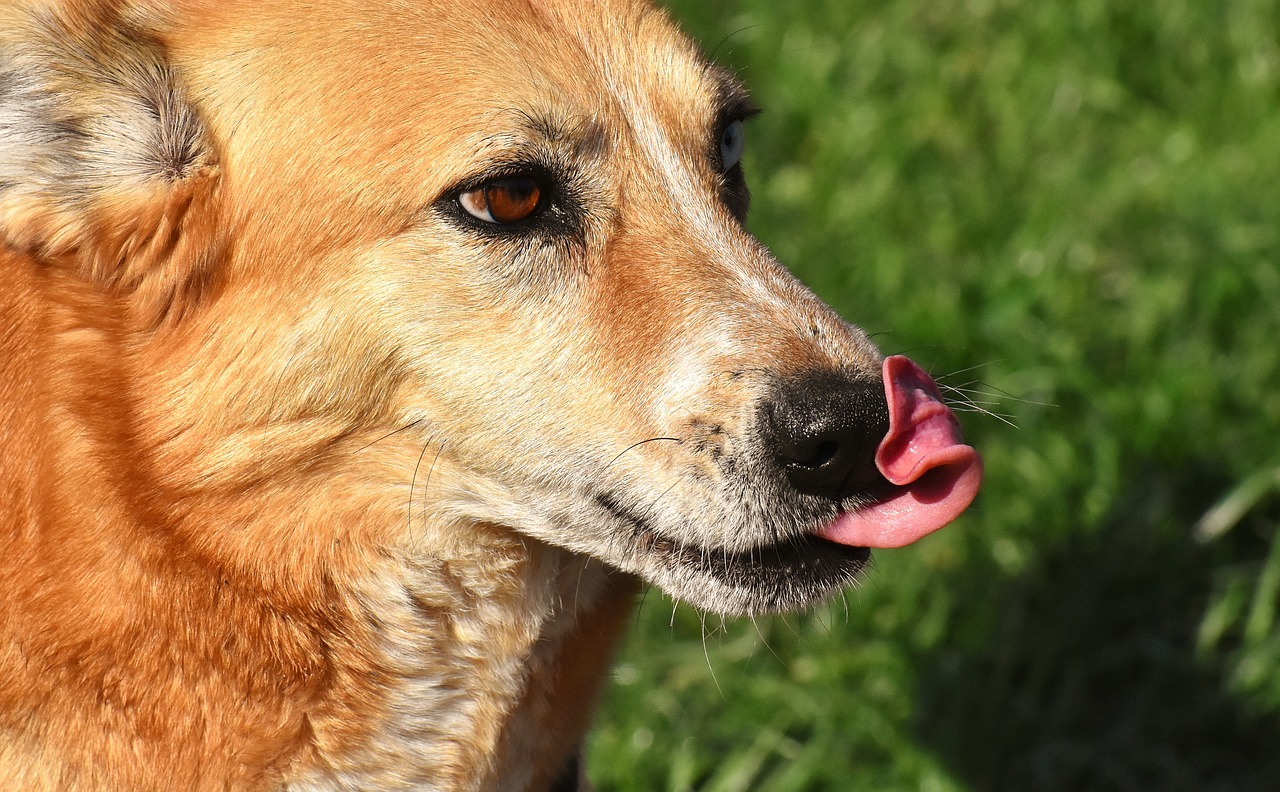 dog  animal  different eye colors free photo