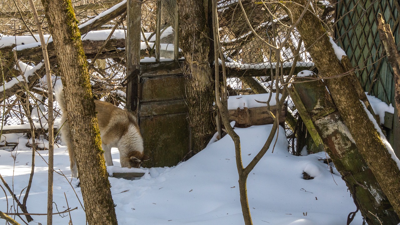 dog  forage  snow free photo